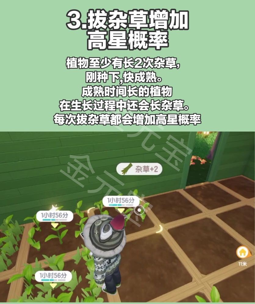 心动小镇园艺攻略:植物高星,无缝衔接种植